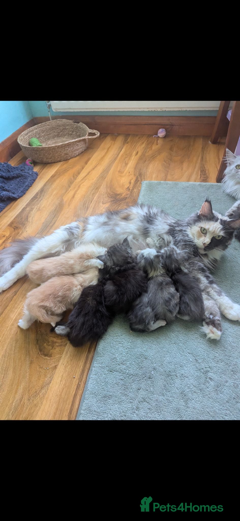 Maine Coon cats Pedigreed Maine Coon kittens - Advert 1