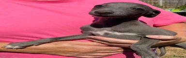 Whippet 6