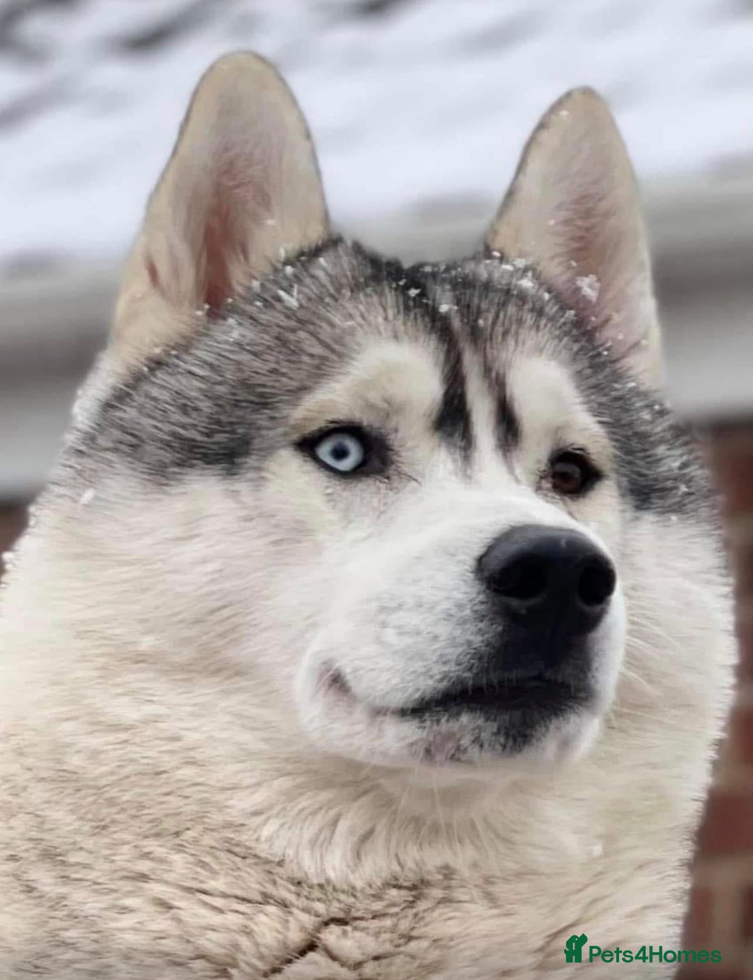 Siberian Husky dogs for sale: ✨ Exceptional Pedigree Siberian Husky Puppies ✨ - Advert 3