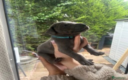 Great Dane dogs for sale: Champion Great Dane puppies for sale - Image 17