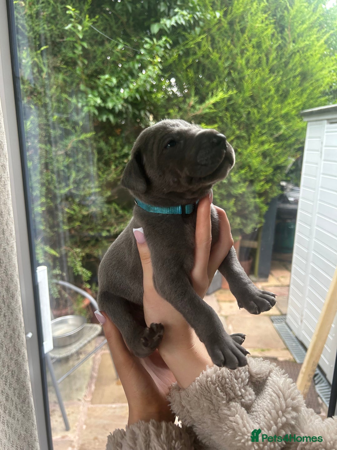 Great Dane dogs for sale: Champion Great Dane puppies for sale - Image 17