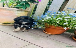 Cavapoo dogs for sale: F1 Cavapoo Puppies  - Image 7