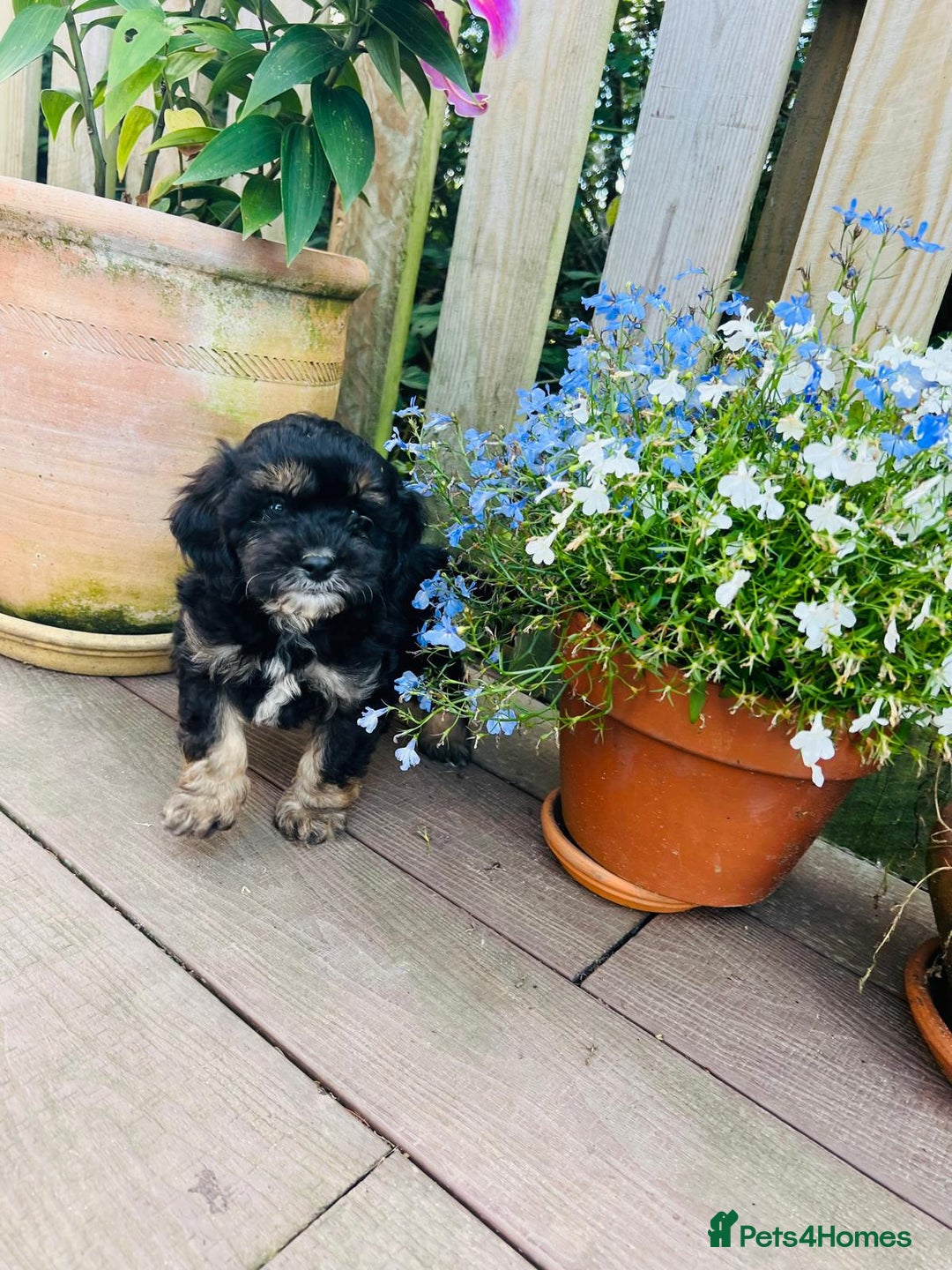 Cavapoo dogs for sale: F1 Cavapoo Puppies  - Image 7