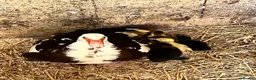Ducks poultry for sale: Muscovy - lots of colours - Hatched Regularly - Advert 6