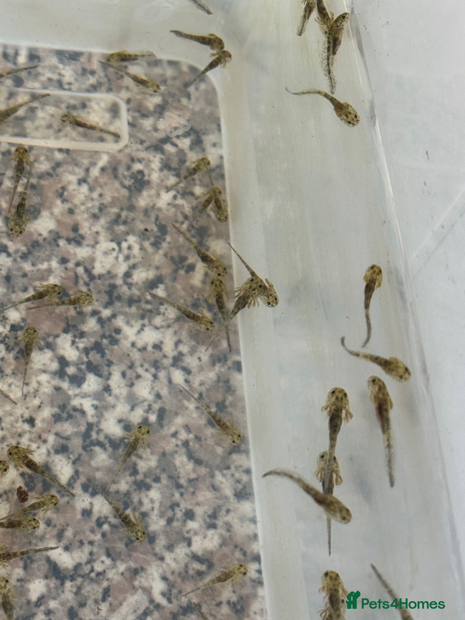 Axolotl reptiles Baby axolotls - Advert 11