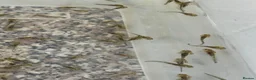 Axolotl reptiles for sale: Baby axolotls - Advert 1