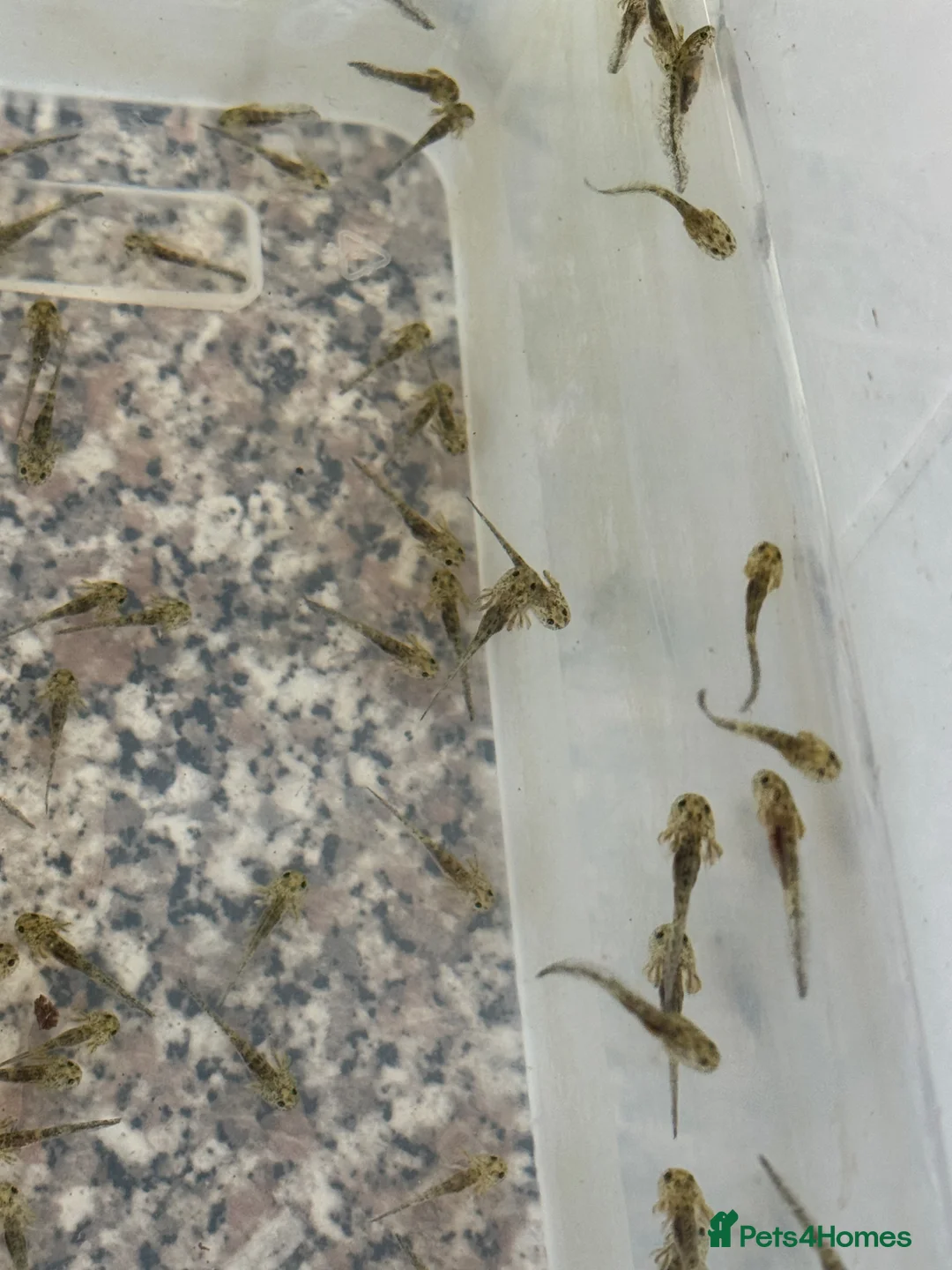 Axolotl reptiles for sale: Baby axolotls - Advert 1
