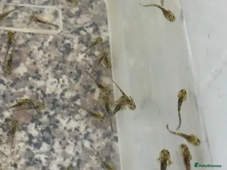 Axolotl reptiles Baby axolotls - Advert 11