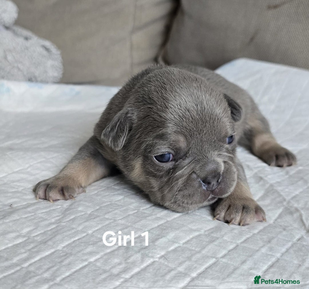 French Bulldog dogs for sale: French bulldog puppies  - Advert 7