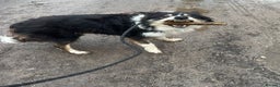 Border Collie dogs for sale: Chase the retired collie urgently needs a home  - Advert 4