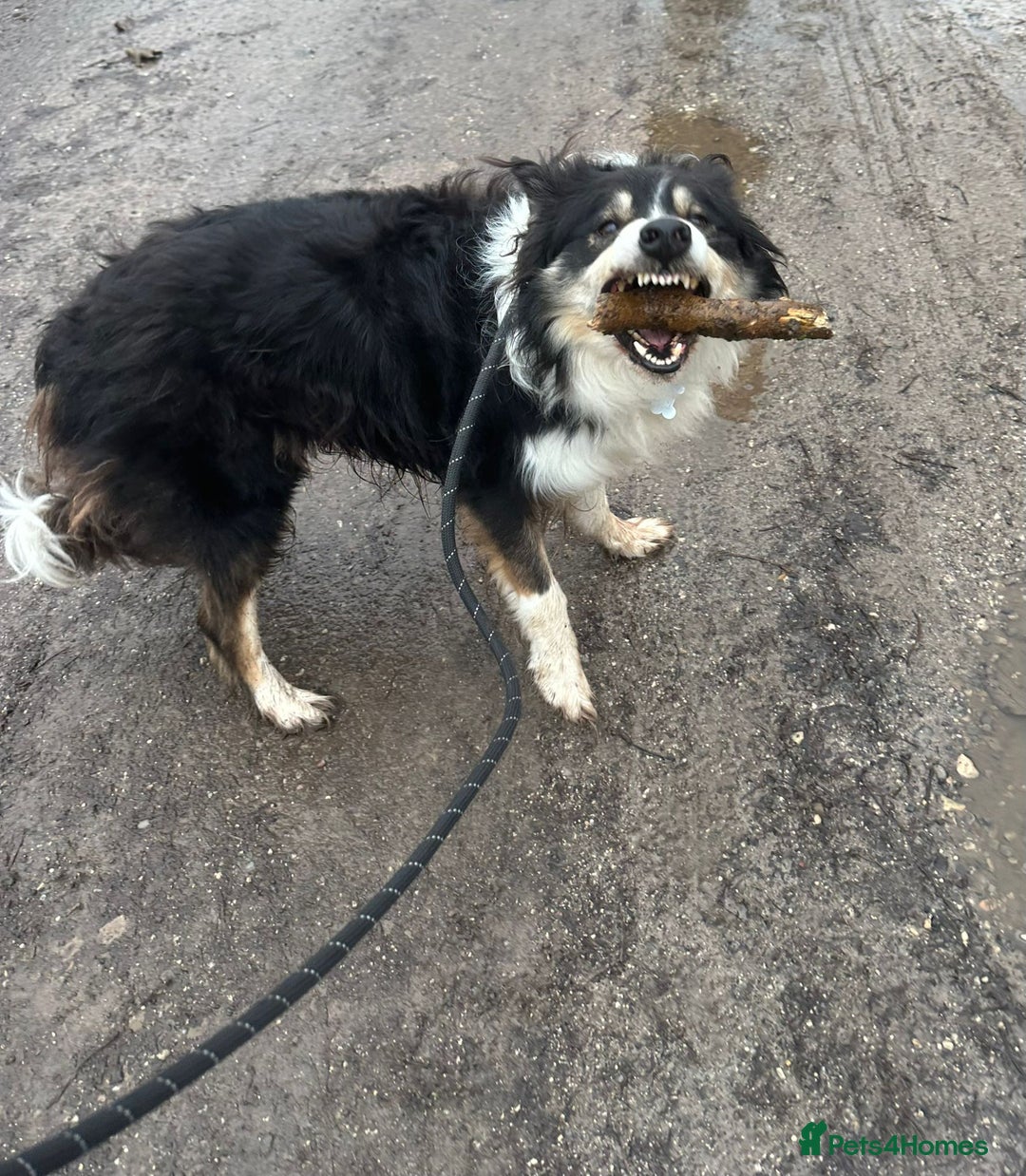Border Collie dogs for sale: Chase the retired collie urgently needs a home  - Advert 4