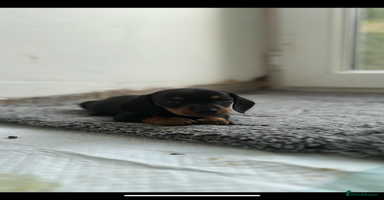 Miniature Dachshund dogs - Advert 10
