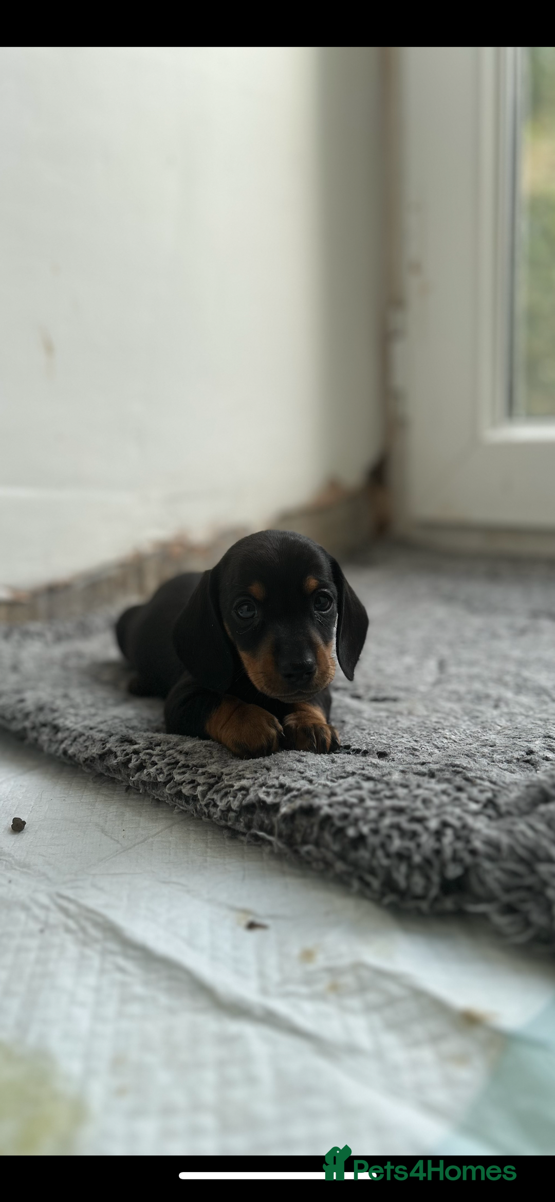 Miniature Dachshund dogs for sale:   🐾READY NOW🐾 | ONLY 1 BOY LEFT - Image 15