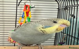 Budgerigars birds for sale: Baby budgie  - Image 4