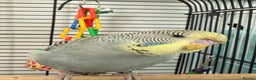 Budgerigars birds for sale: Baby budgie  - Advert 4