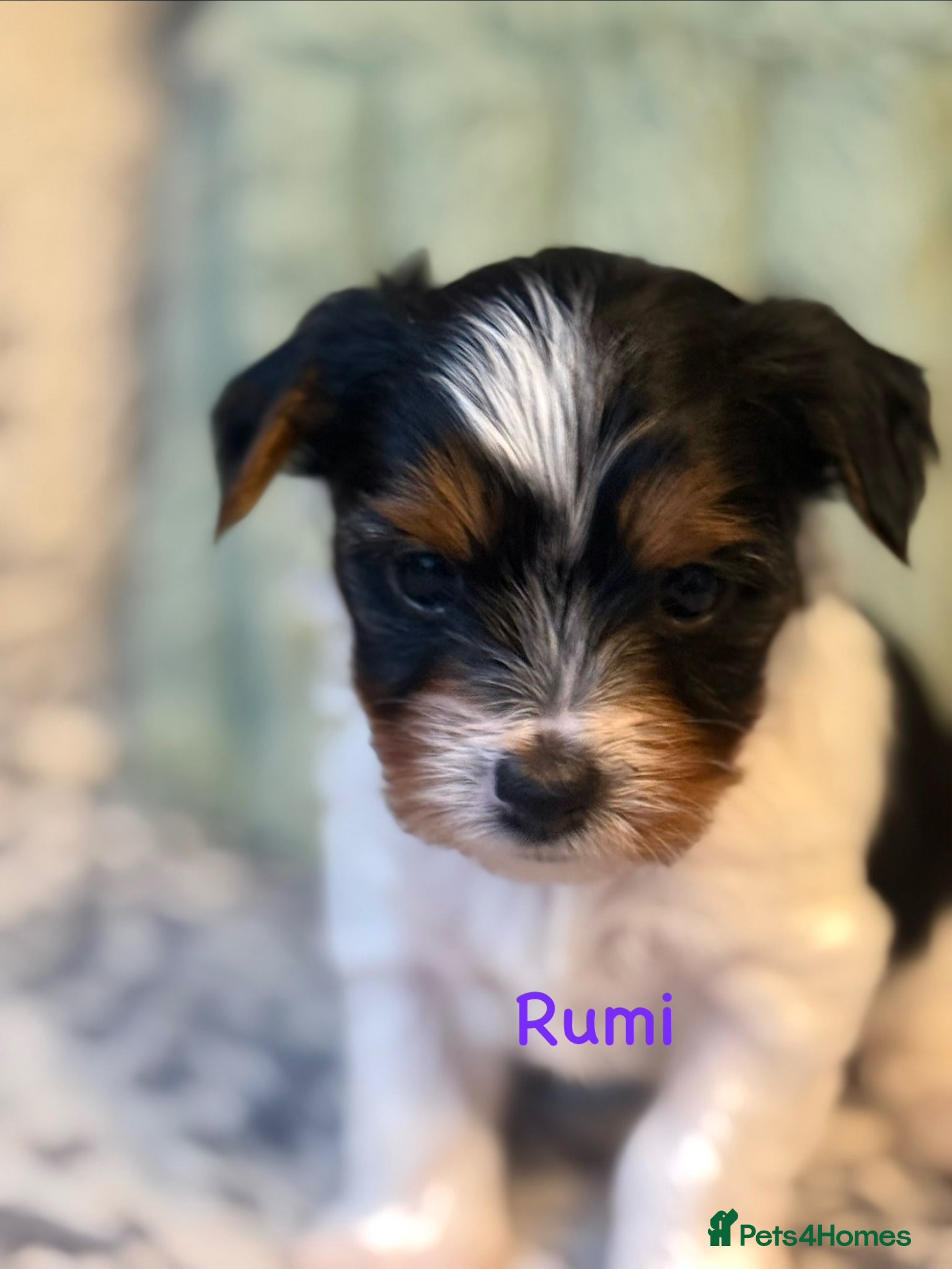 Biewer Terrier dogs  🐾🐶Beautiful Biewer Terrier Puppies🐾🐶 - Advert 2