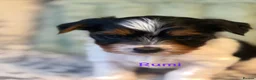 Biewer Terrier dogs for sale:  🐾🐶Beautiful Biewer Terrier Puppies🐾🐶 - Advert 4