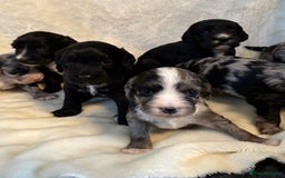 Sprocker dogs for sale: Stunning Sprocker pups  - Advert 11