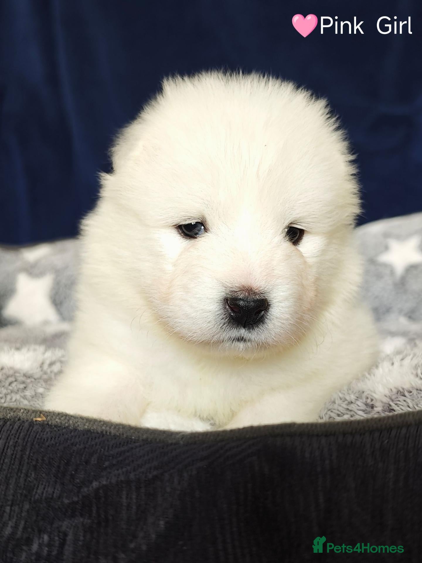 Samoyed dogs Exceptional pedigree puppies. - Advert 1
