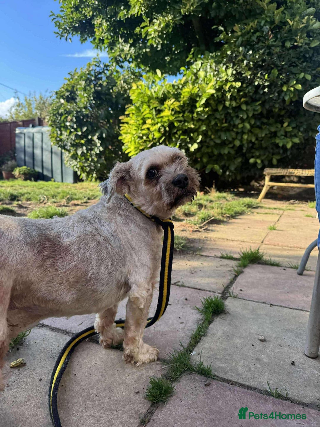Shih Tzu dogs for adoption: Arlo - Fakenham Norfolk  - Image 5