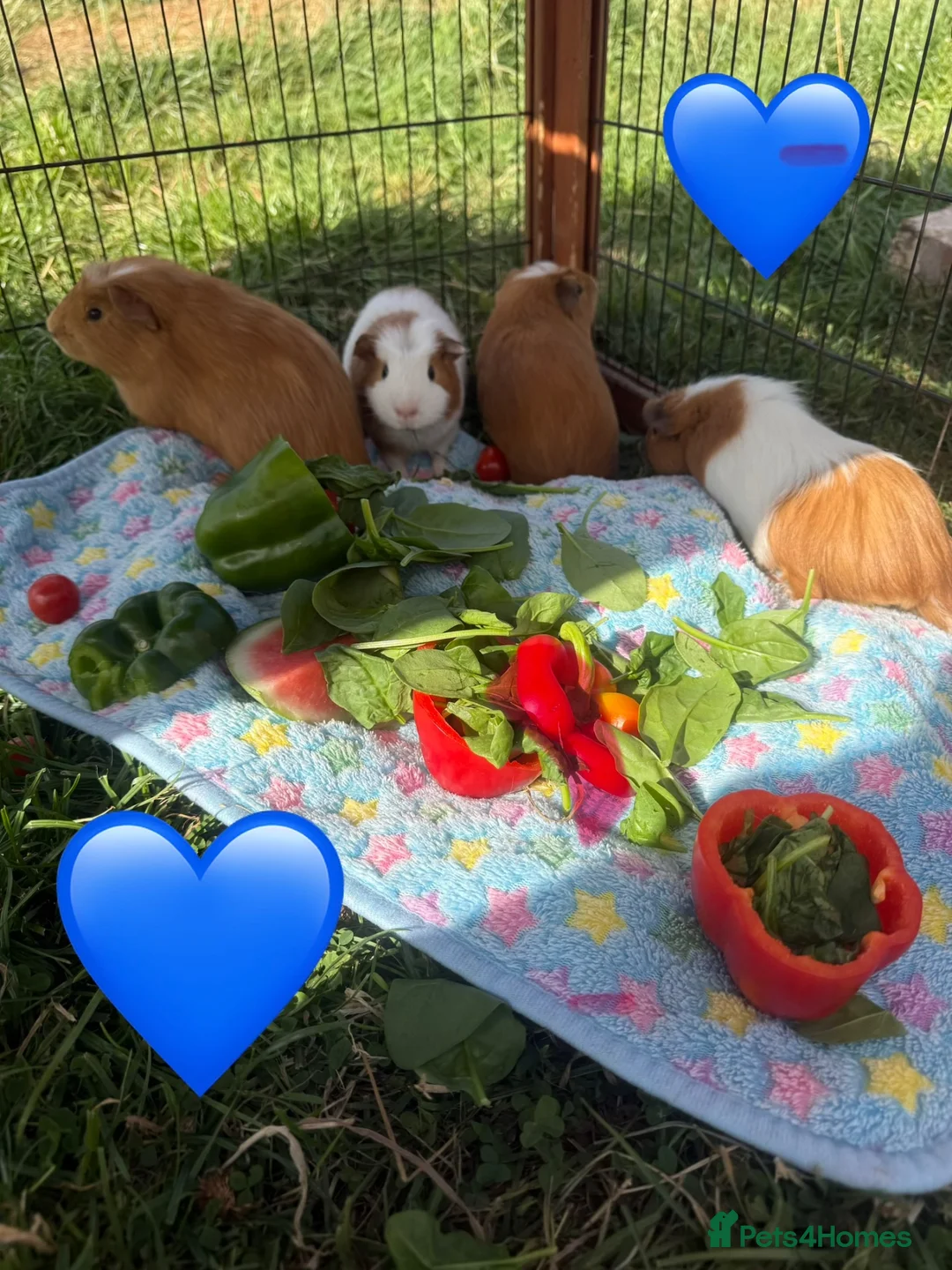 Guinea Pig rodents for sale: Baby guinea pigs  - Advert 2