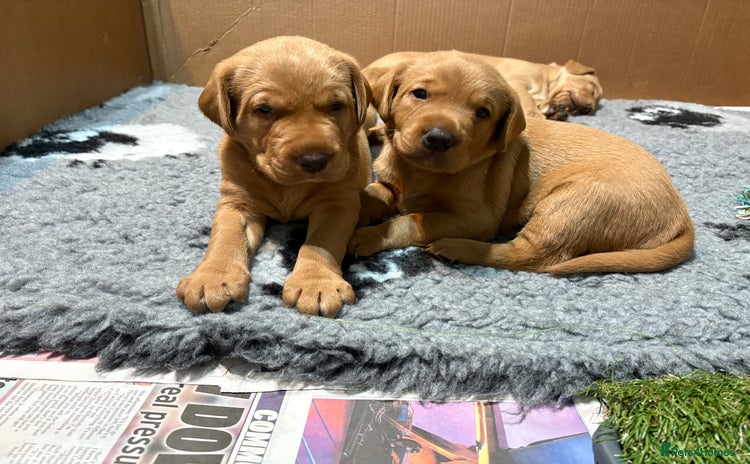 Labrador Retriever dogs - Advert 3