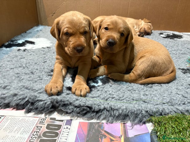 Labrador Retriever dogs - Advert 13
