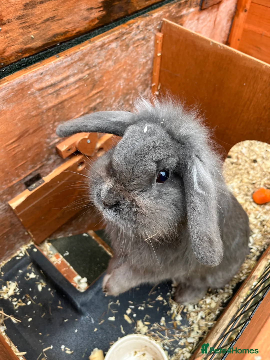 Mini Lop rabbits for sale: Two lovely mini lop rabbits. in Stevenage - Advert 1