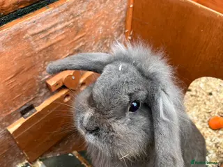 Mini Lop rabbits Two lovely mini lop rabbits. in Stevenage - Advert 1