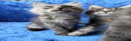 Maine Coon cats for sale: GCCF-registered Maine Coon kittens. - Advert 14