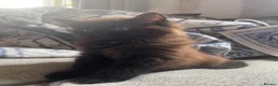 Mixed Breed cats for sale: Half Ragdoll  - Advert 3
