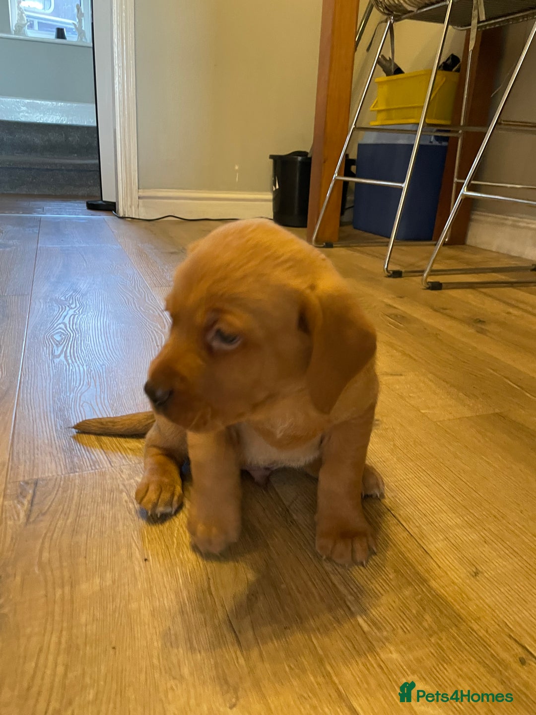 Labrador Retriever dogs for sale: Fox red Labrador puppies  - Advert 5