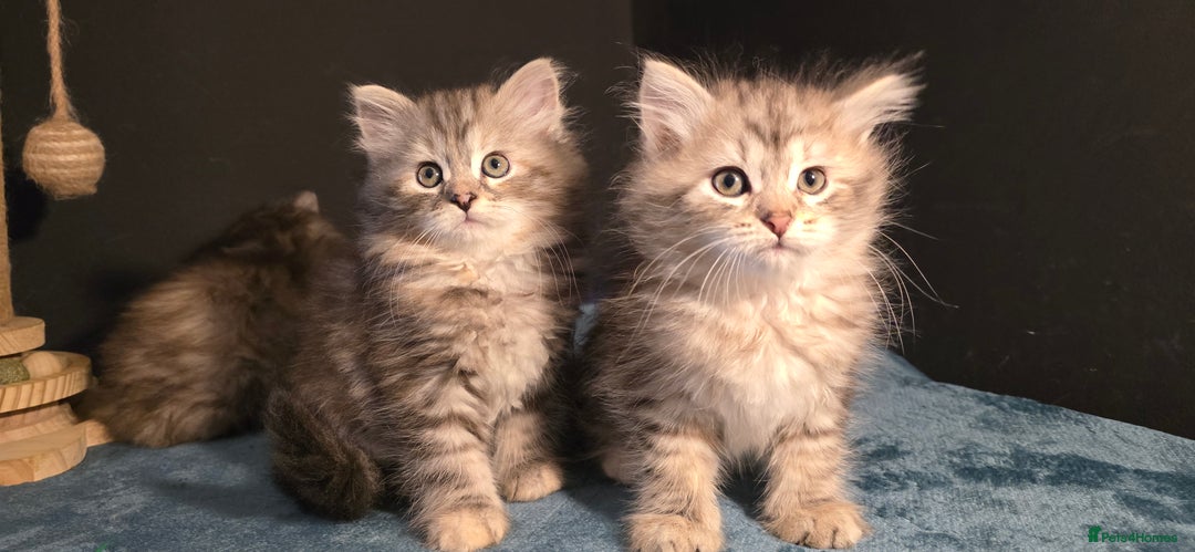 Siberian cats for sale: Siberian kittens Waiting list FIFe registrered - Image 4