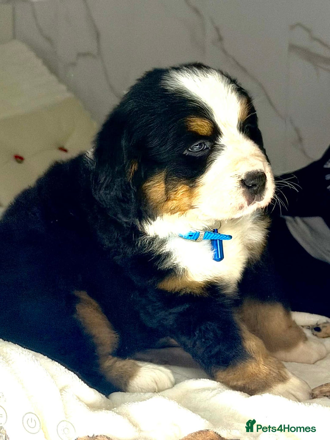 Bernese Mountain Dog dogs for sale: Bernese mountain puppies  - Advert 16