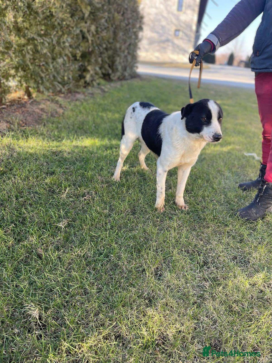 Mixed Breed dogs for adoption: 🐾💔 Two souls urgently in need for home 💔🐾 - Advert 11