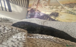 Cockapoo dogs for sale: 4 outstanding cockerpoos  - Image 32