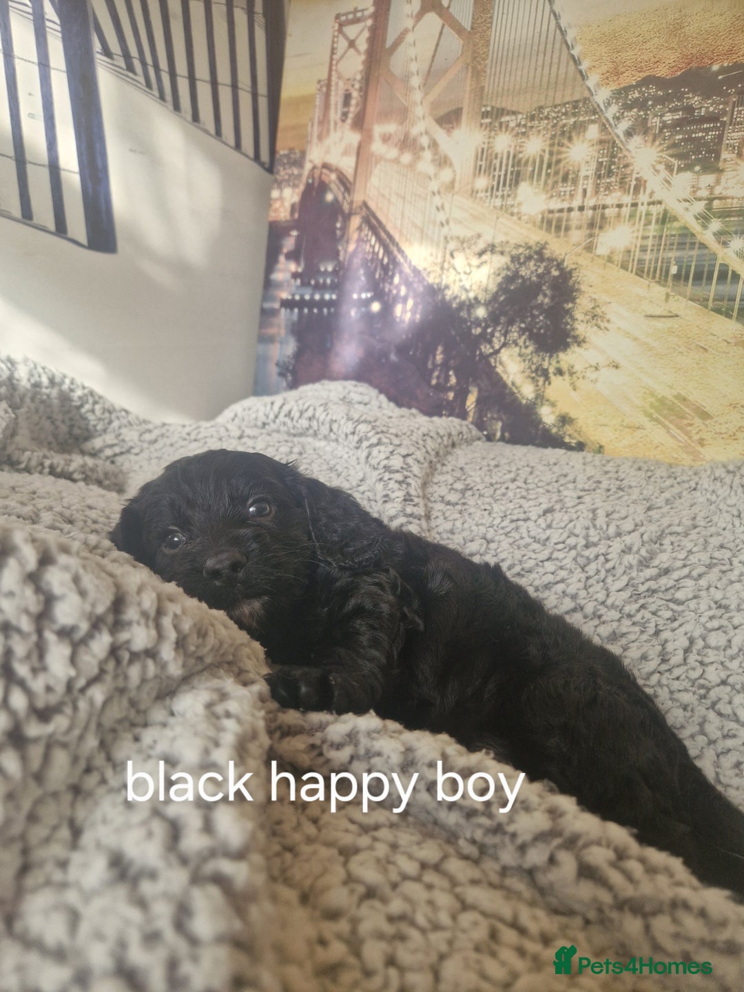 Cockapoo dogs for sale: 4 outstanding cockerpoos  - Image 32
