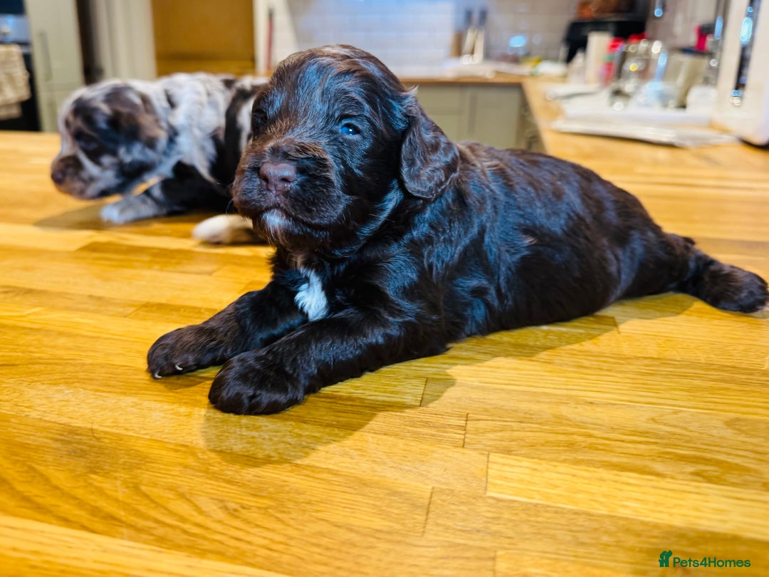 Cockapoo dogs for sale: Chocolate & Chocolate Merle Cockapoo Babies 🐾🐾🐾 - Image 3
