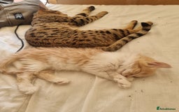 Mixed Breed cats for sale: Half norweigen forest cat 1/4 bengal 1/4 longhair - Image 21