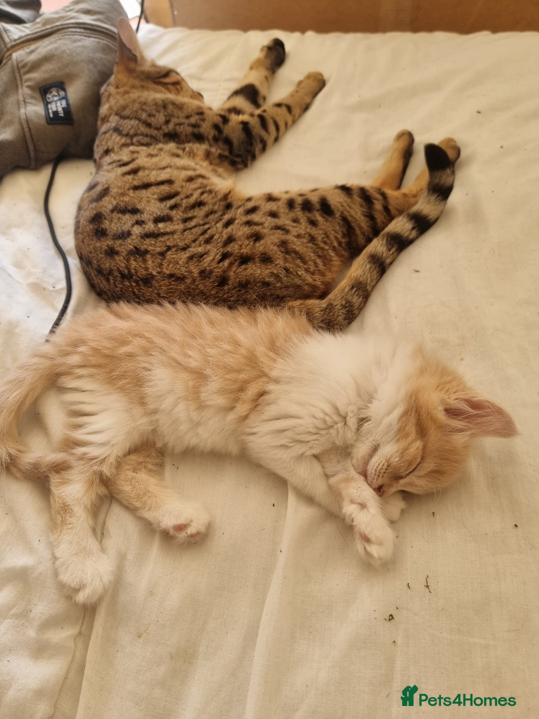 Mixed Breed cats for sale: Half norweigen forest cat 1/4 bengal 1/4 longhair - Image 21