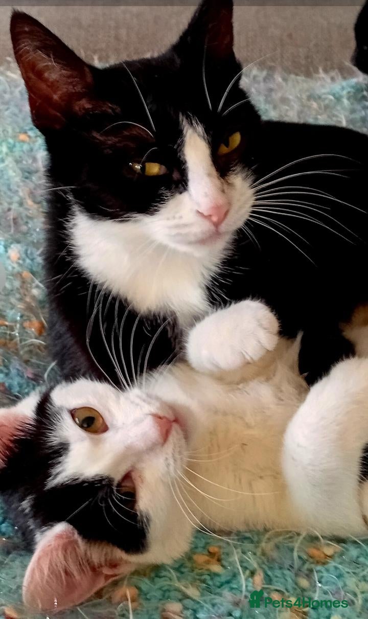 Mixed Breed cats Meet Usher & Angel – A Beautiful Mum & Daughter  - Advert 5