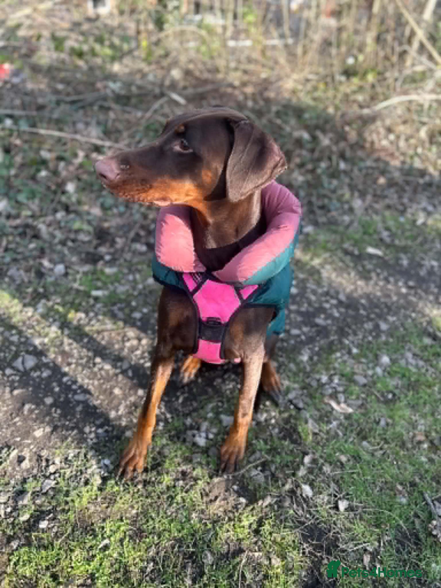Dobermann dogs Doberman - Advert 1