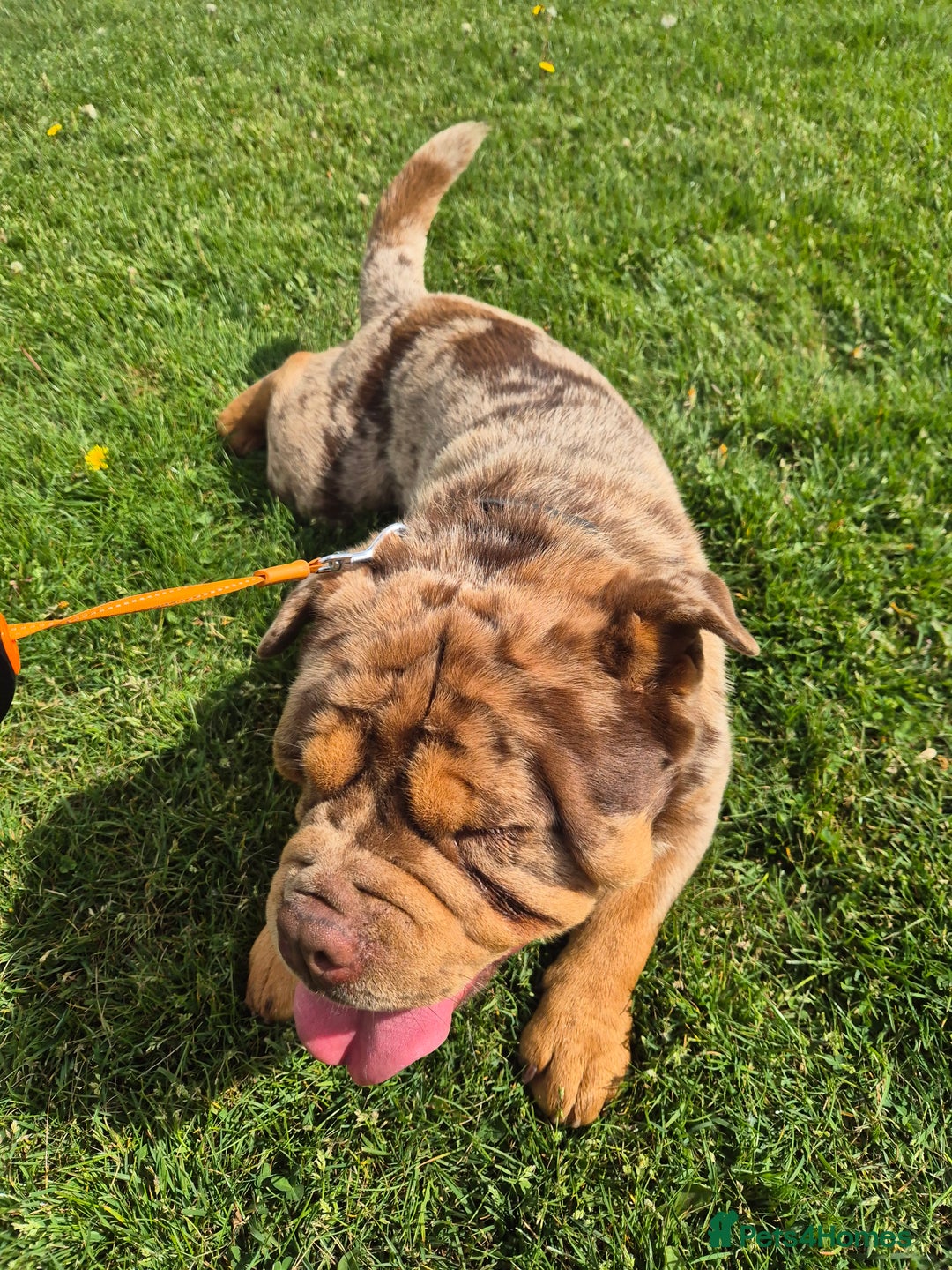 Chow Chow dogs for stud: Bulldog dog x chow chow - Image 3