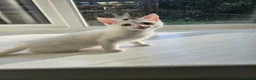 Domestic Shorthair cats for sale: White And Black, Female, Domestic Shorthair Kitten - Advert 3