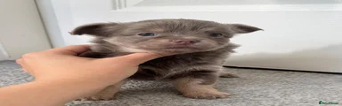 Chihuahua 2