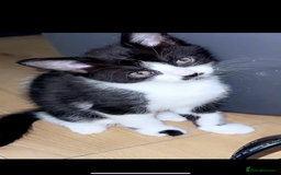 Mixed Breed cats for sale: 5 gorgeous tabby/Mixed breed kittens for sale🐾 - Image 6