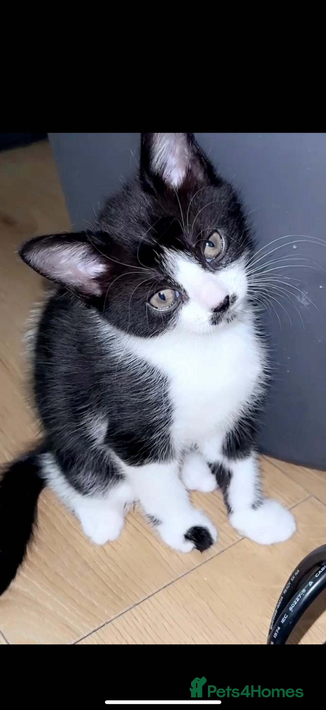 Mixed Breed cats for sale: 5 gorgeous tabby/Mixed breed kittens for sale🐾 - Image 6