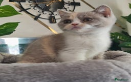 British Shorthair cats for sale: Pure bsh kittens from DNA & genetic tested parents - Image 23