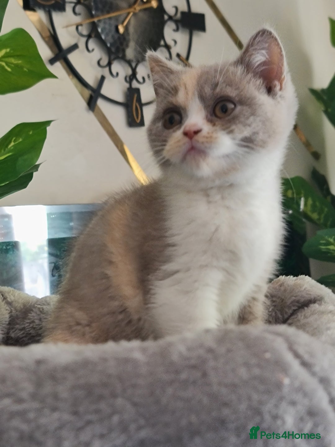 British Shorthair cats for sale: Pure bsh kittens from DNA & genetic tested parents - Image 23