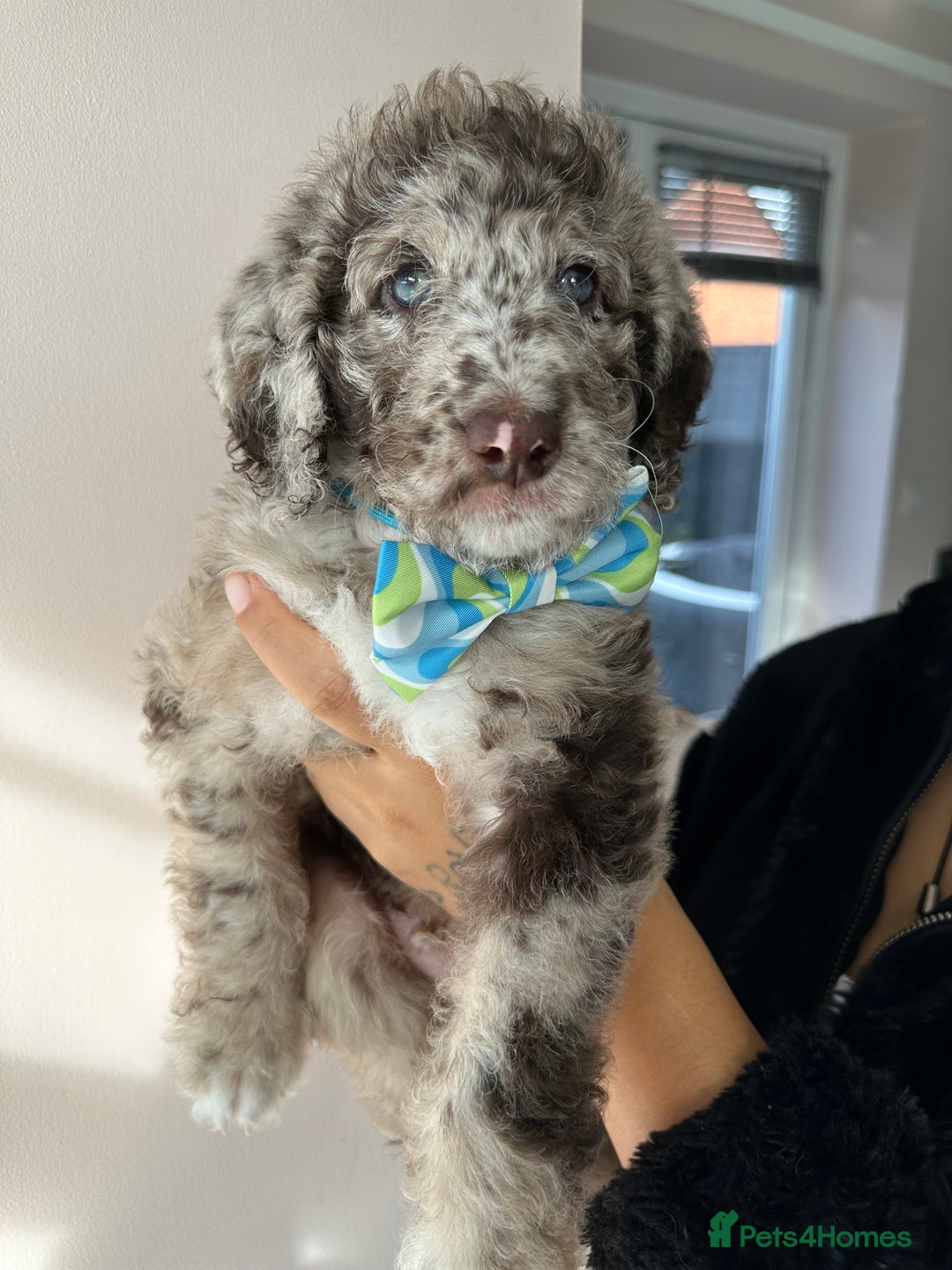 Mixed Breed dogs for sale: Goldendoodle/Australian double doodles  - Image 13